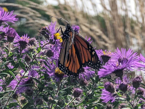 Monarch butterfly sipping nectar from New England
  										Aster in CT in September