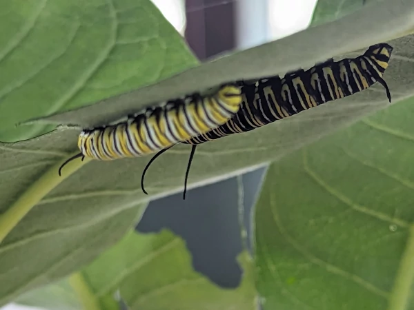 Freshly molted older caterpillar (background) beside younger caterpillar