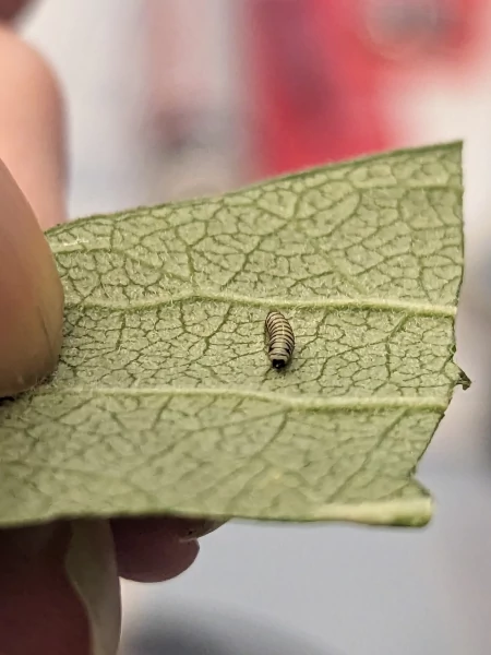 Transferring a caterpillar to a new leaf without touching