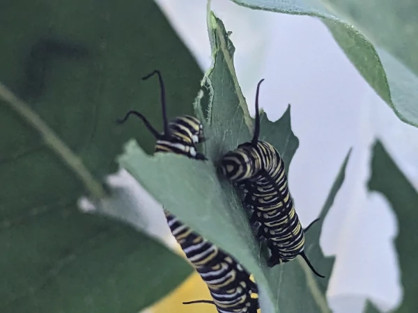 Two monarch caterpillars eating a milkweed leaf