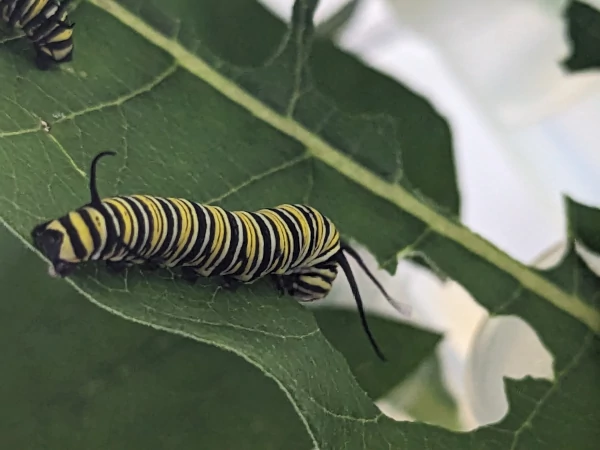 Monarch caterpillar enjoying milkweed