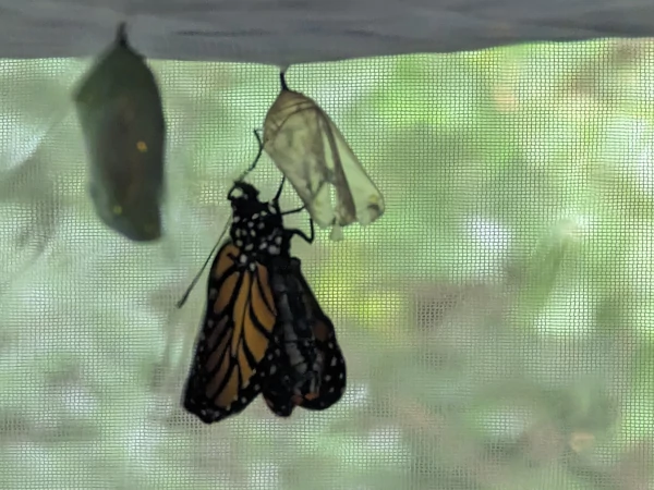 Newly eclosed monarch