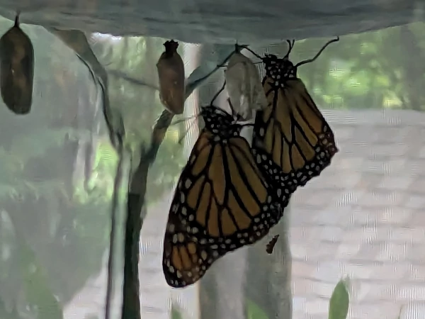 Monarchs drying their wings