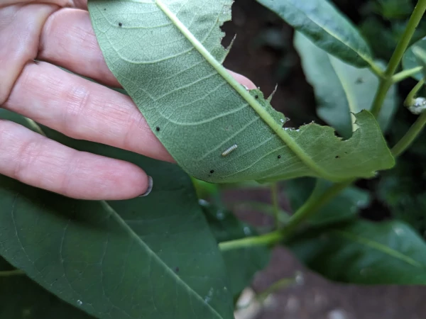 Finding a caterpillar under a milkweed leaf