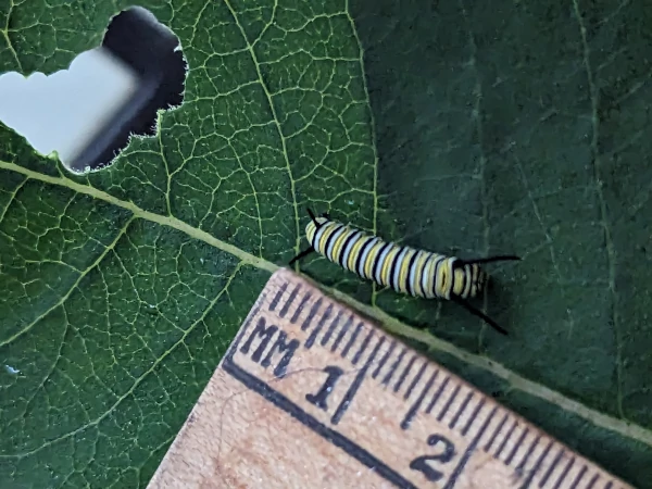 Measuring a third instar caterpillar
