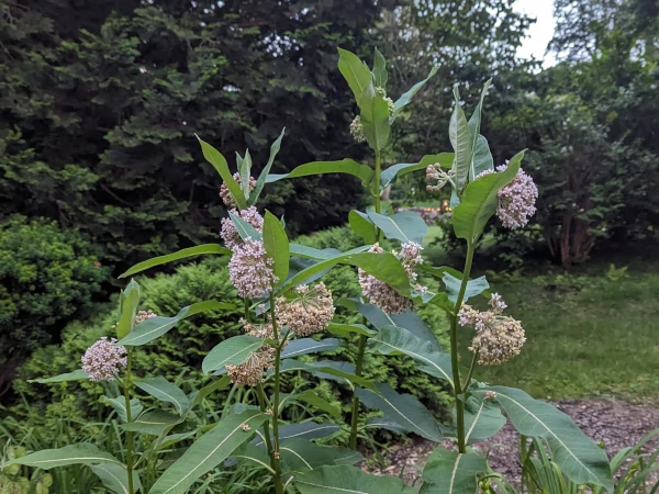 Common milkweed flowering