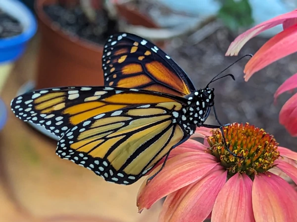 Monarch butterfly on a cone flower