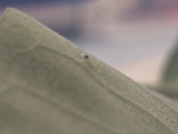 Newly hatched caterpillar devouring its egg casing