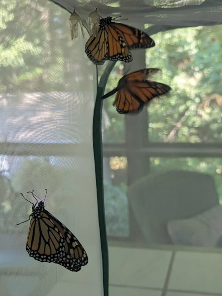 Strong monarchs ready for release