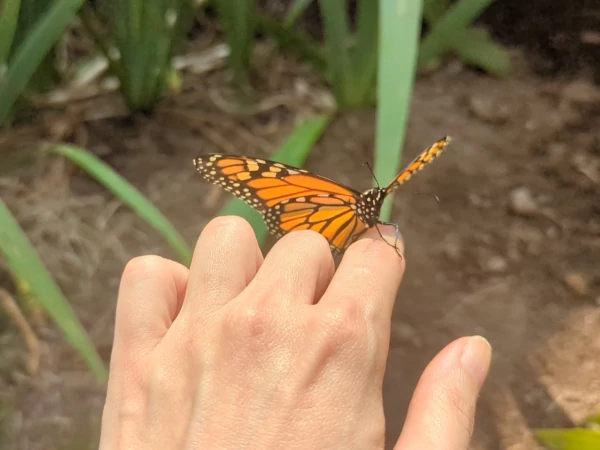 Helping monarch butterfly find its way out of the enclosure