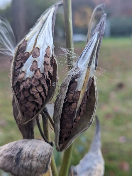 Milkweed seed pod spreading seeds