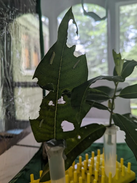 Monarch caterpillars in their habitat with floral tubes and milkweed cuttings